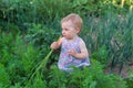 Adorable little girl picking carrots in a garden Royalty Free Stock Photo