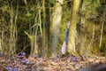 Adorable little girl picking the first flowers of spring in the woods on beautiful sunny spring day Royalty Free Stock Photo