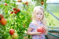 Adorable little girl picking fresh ripe organic tomatoes in a greenhouse Royalty Free Stock Photo