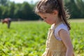 Adorable little girl picking strawberries in a field on a sunny summer day Royalty Free Stock Photo