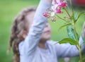 Adorable little girl touching the Impatiens Glandulifera Royle or Himalayan Balsam plant pink summer flowers