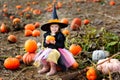 little girl wearing halloween witch costume on pumpkin patch Royalty Free Stock Photo