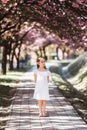 Adorable little girl in white dress in blooming pink garden on beautiful spring day