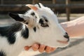 Adorable little goat being petted Royalty Free Stock Photo