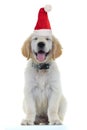 Adorable little golden retriever puppy dog wearing santa claus hat for christmas is blinking Royalty Free Stock Photo