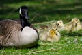 Adorable Little Goslings Resting Beside Mom in the Green Grass