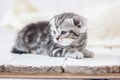 Adorable little grey kitten laying down on the white floor. Royalty Free Stock Photo