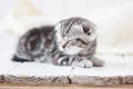 Adorable little grey kitten laying down on the white floor. Royalty Free Stock Photo