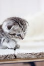 Adorable little grey kitten laying down on the white floor. Royalty Free Stock Photo