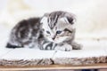 adorable little grey kitten laying down on the white floor. Royalty Free Stock Photo