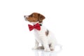 adorable little jack russell terrier dog looking ahead