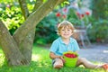 Adorable little kid boy having fun on raspberry farm in summer. Royalty Free Stock Photo