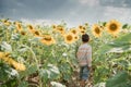 Adorable little kid boy on summer sunflower field outdoor. Happy child sniffing a sunflower flower on green field Royalty Free Stock Photo