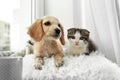 Adorable little kitten and puppy on pillow near window