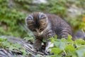 Adorable little kitten on a reed roof playing with piece of wire Royalty Free Stock Photo