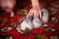 Adorable little kitten scottish straight with blue eyes playing with female owner. Female hand holding cute white and Royalty Free Stock Photo