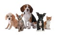 Adorable little kittens and puppies on white background Royalty Free Stock Photo