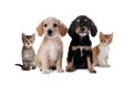 Adorable little kittens and puppies on white background Royalty Free Stock Photo