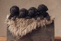 Adorable little labrador retriever puppies resting in furry wooden box