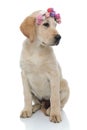 Adorable little labrador retriever puppy wearing flowers headband Royalty Free Stock Photo