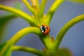 Adorable little lucky lady bug