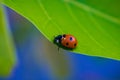 Adorable little lucky lady bug