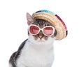 adorable little metis cat with sunglasses and mexican hat looking forward