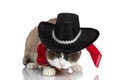 Adorable little metis kitty wearing cowboy hat and red bandana Royalty Free Stock Photo