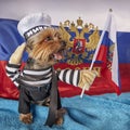 An adorable little old Yorkshire Terrier Puppy with a patriotic theme on flag background