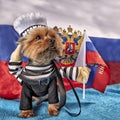 An adorable little old Yorkshire Terrier Puppy with a patriotic theme on flag background