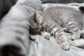 Adorable little pet. Cute child animal. Cute little kitten of gray color of Scottish Straight breed is sleeping sweetly