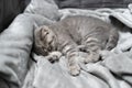 Adorable little pet. Cute child animal. Cute little kitten of gray color of Scottish Straight breed is sleeping sweetly