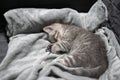 Adorable little pet. Cute child animal. Cute little kitten of gray color of Scottish Straight breed is sleeping sweetly