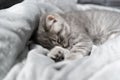 Adorable little pet. Cute child animal. Cute little kitten of gray color of Scottish Straight breed is sleeping sweetly