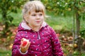 Adorable little preschool kid girl eating red apple on organic farm. Cute child helping with harvest on orchard or Royalty Free Stock Photo