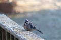 Cute little blue jay staring at me as I am taking his photo