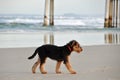 Airedale Terrier pup alone lost on empty surf