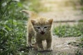 An adorable little red kitten playing outdoor. Portrait of red kitten in garden Royalty Free Stock Photo