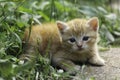 An adorable little red kitten playing outdoor. Portrait of red kitten in garden Royalty Free Stock Photo