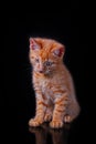 Adorable little red kitten sitting and looking down, isolated on black background. Royalty Free Stock Photo