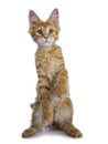 Adorable little red Maine Coon cat isolated on white
