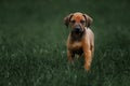 Adorable little Rhodesian Ridgeback puppies Royalty Free Stock Photo