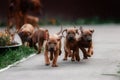 Adorable little Rhodesian Ridgeback puppies Royalty Free Stock Photo