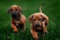 Adorable little Rhodesian Ridgeback puppies Royalty Free Stock Photo