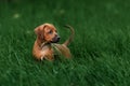 Adorable little Rhodesian Ridgeback puppies Royalty Free Stock Photo