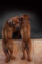 Adorable little Rhodesian Ridgeback puppies Royalty Free Stock Photo