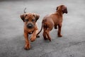 Adorable little Rhodesian Ridgeback puppies Royalty Free Stock Photo