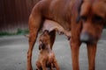 Adorable little Rhodesian Ridgeback puppies Royalty Free Stock Photo