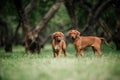 Adorable little Rhodesian Ridgeback puppies playing together in garden Royalty Free Stock Photo