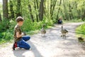 Adorable little school kid boy feeding wild geese family in a forest park. Happy child having fun with observing birds Royalty Free Stock Photo